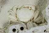 Fossil Crab (Potamon) Preserved in Travertine - Turkey #121371-2